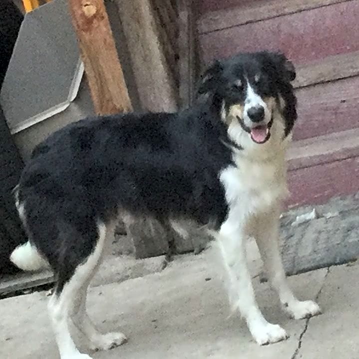 Photo of Nala