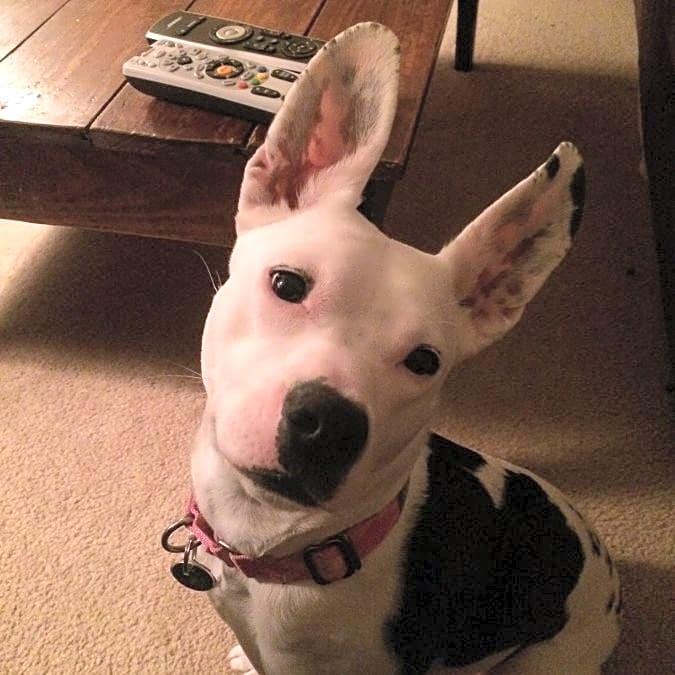 Photo of Kira