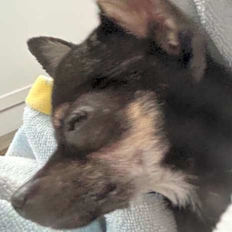 Photo of Lulu
