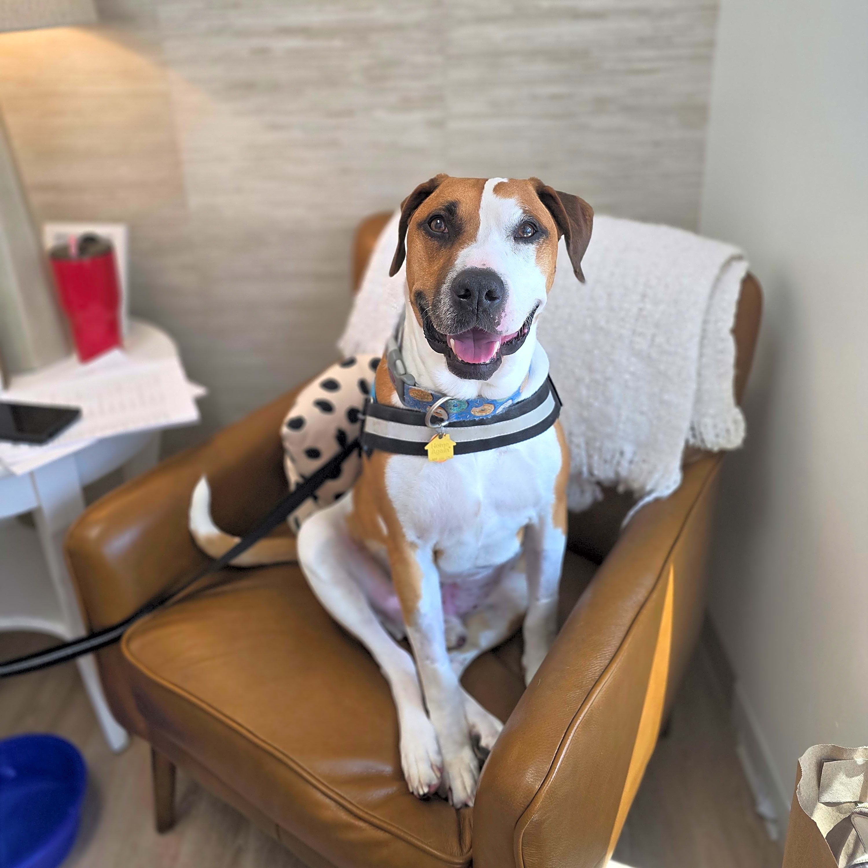 Photo of Buddy