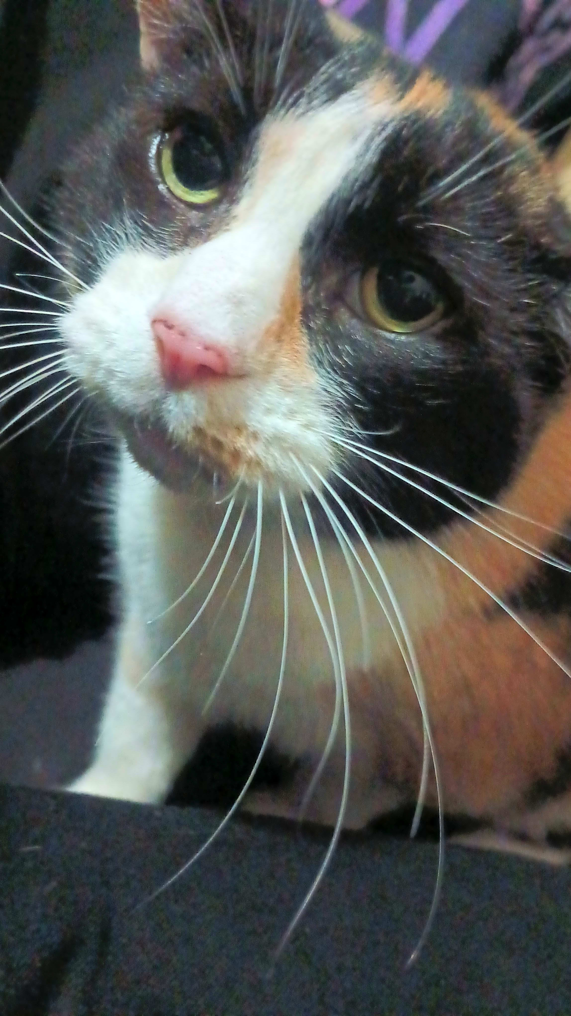 Photo of Mya