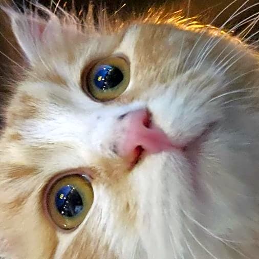 Photo of Fluffy