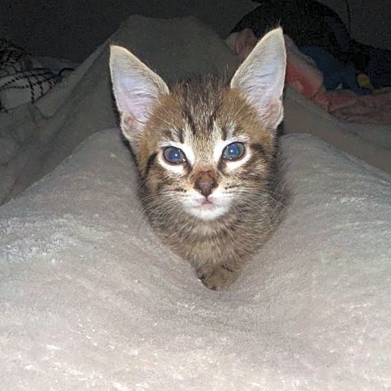 Photo of Lazer