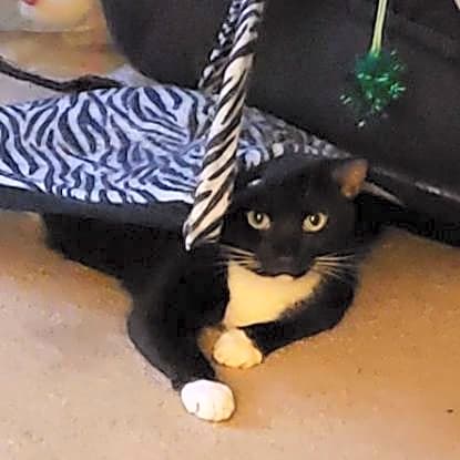 Photo of Thor