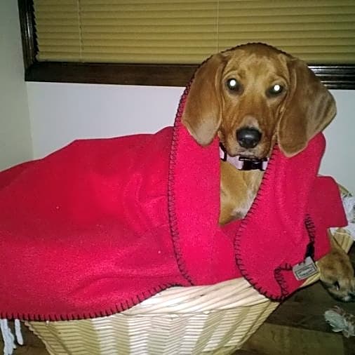 Photo of Copper