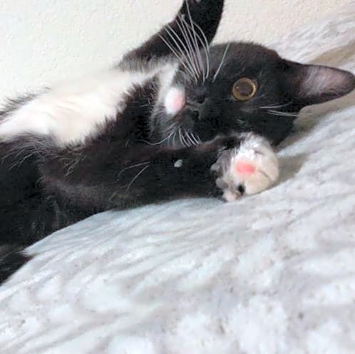 Photo of Luna