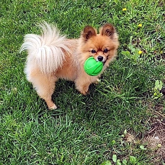 Photo of Tickles