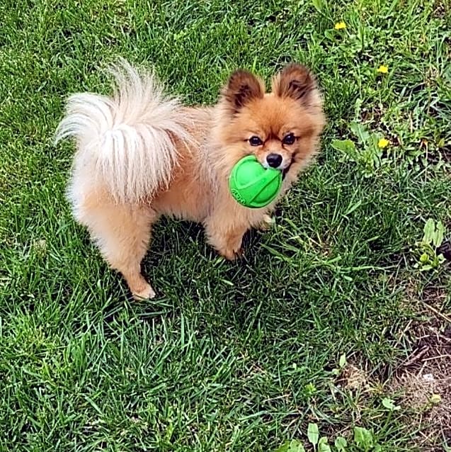 Photo of Tickles