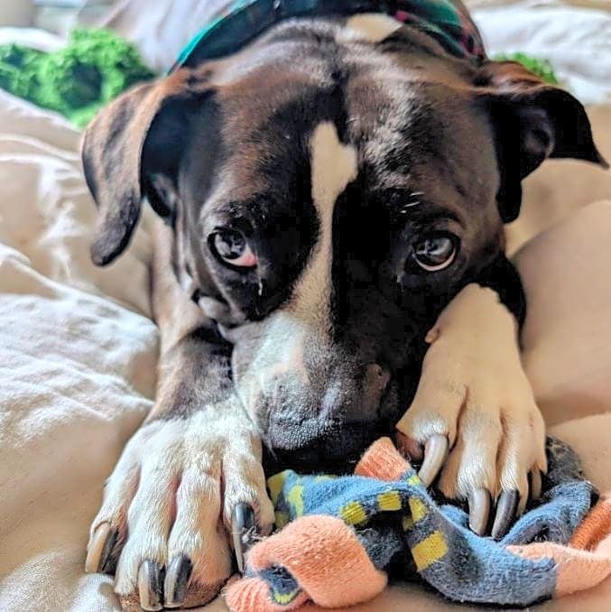 Photo of Roxie