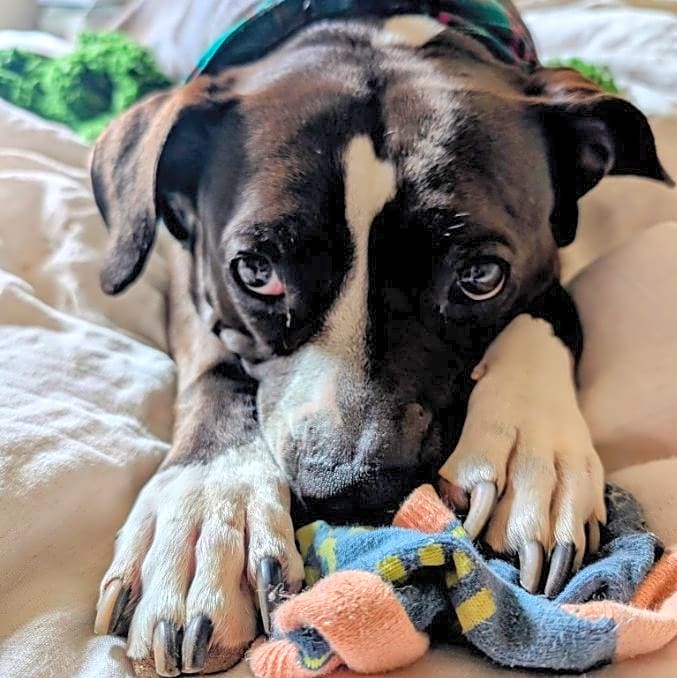 Photo of Roxie