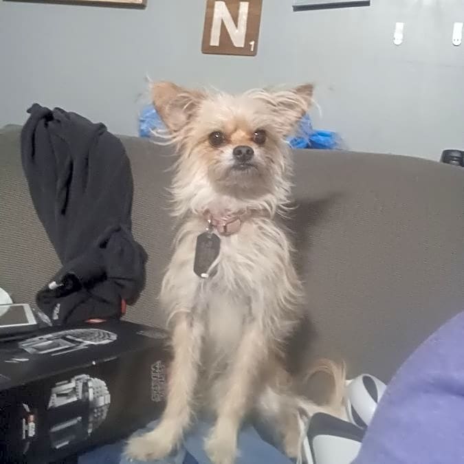 Photo of Gizmo