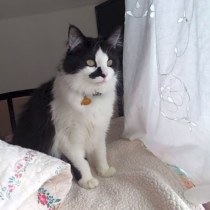 Photo of Chappie