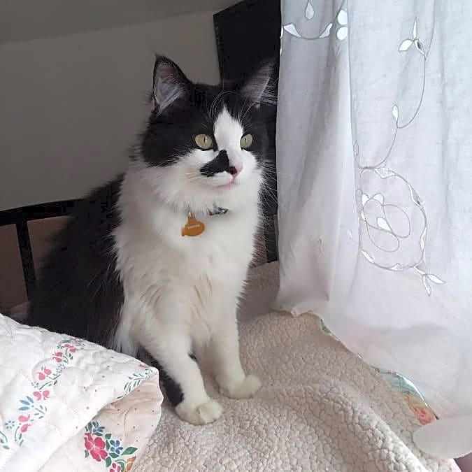 Photo of Chappie