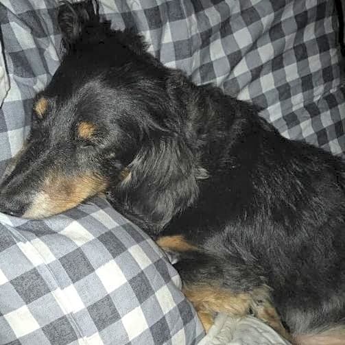 Photo of Piper