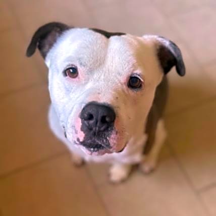 Photo of Benji