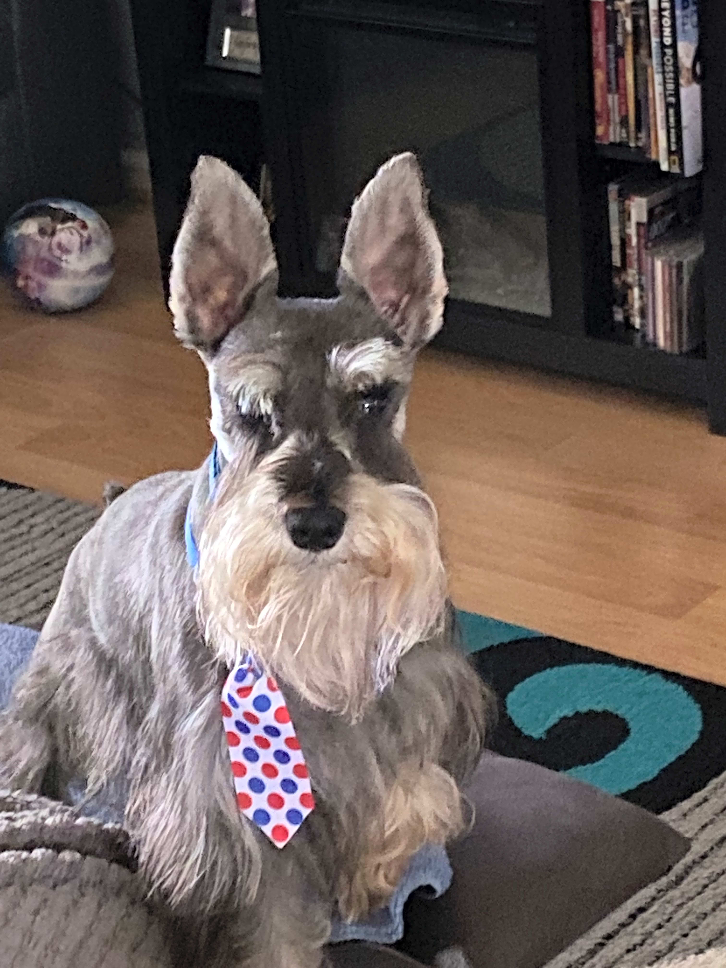 Photo of Groot