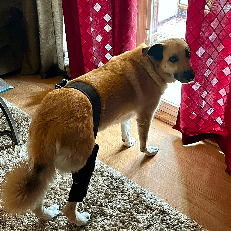 Photo of Ruby
