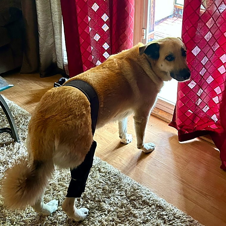 Photo of Ruby