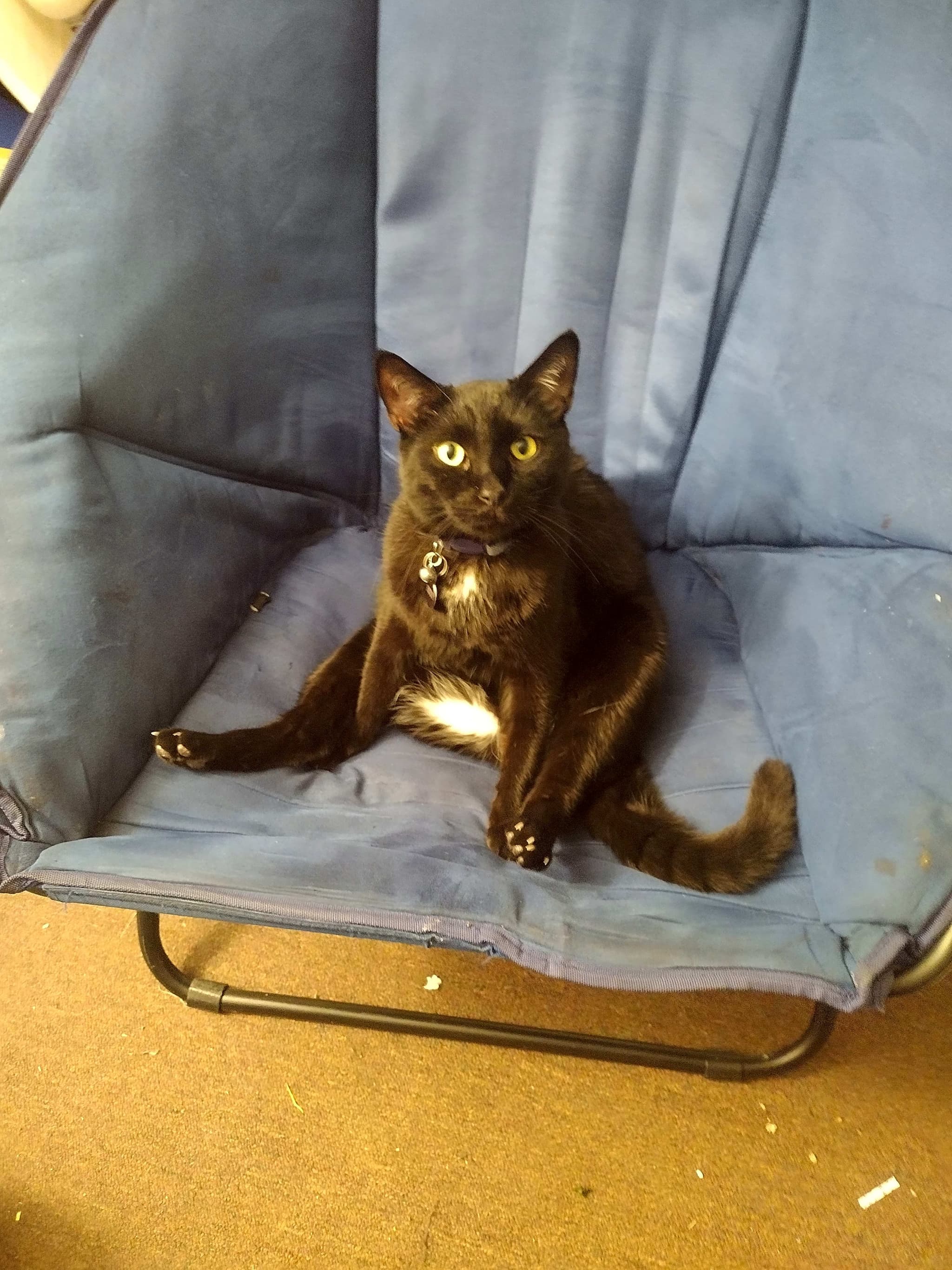 Photo of Buddy