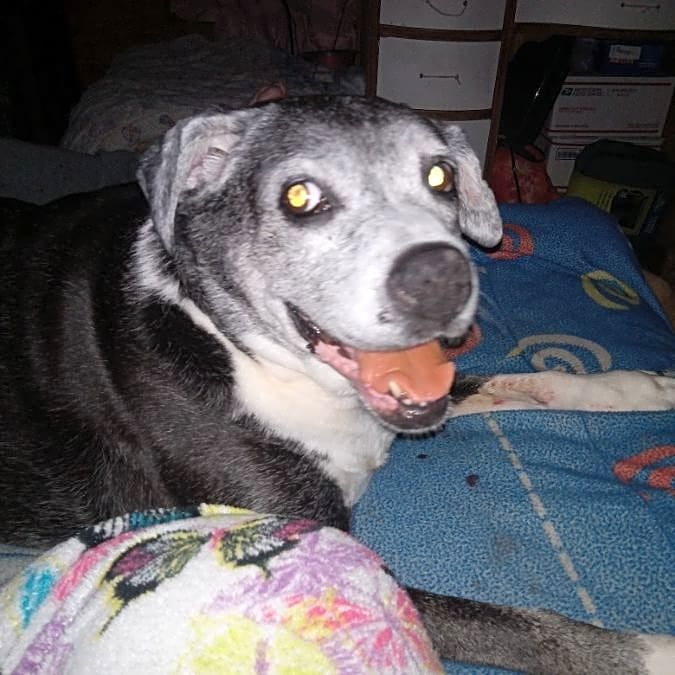 Photo of Daisy