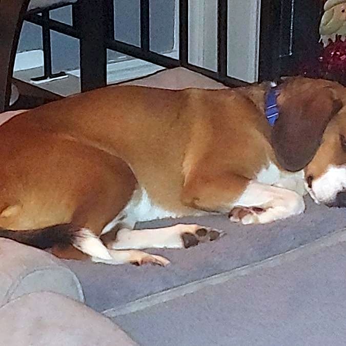Photo of Reagle