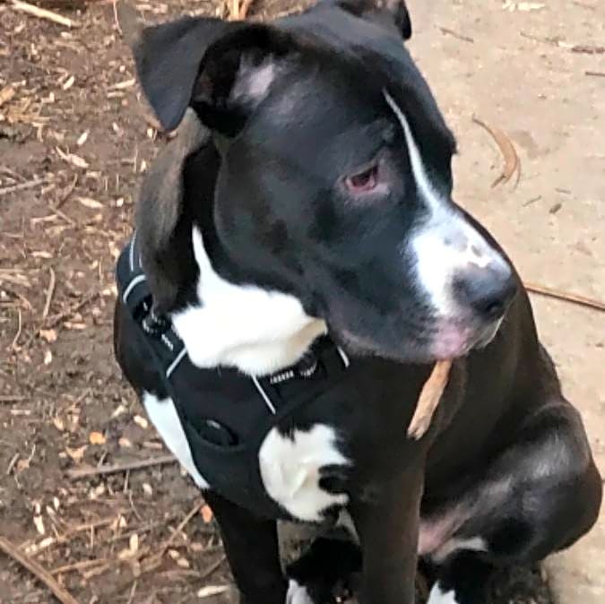 Photo of Roscoe