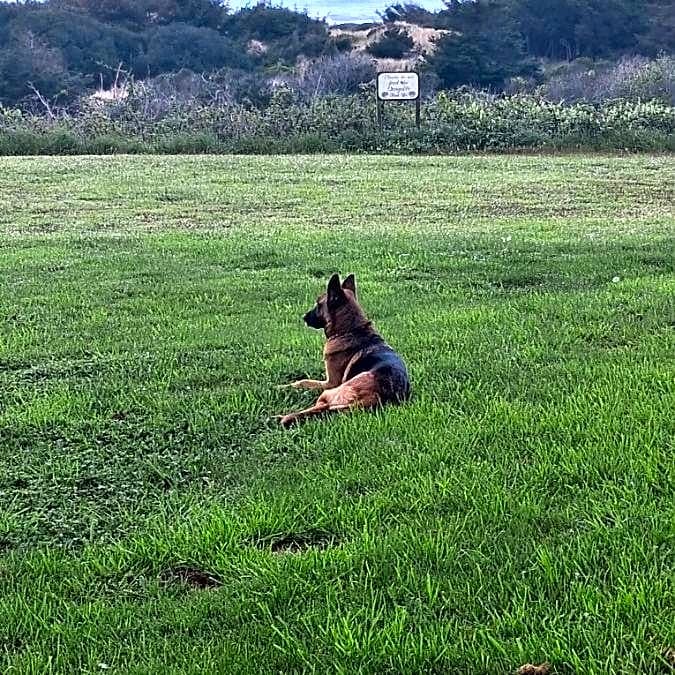 Photo of Dog