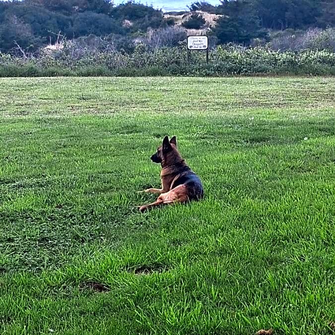 Photo of Dog