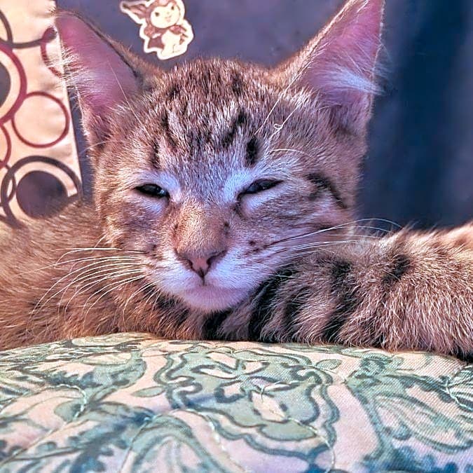 Photo of Mooki