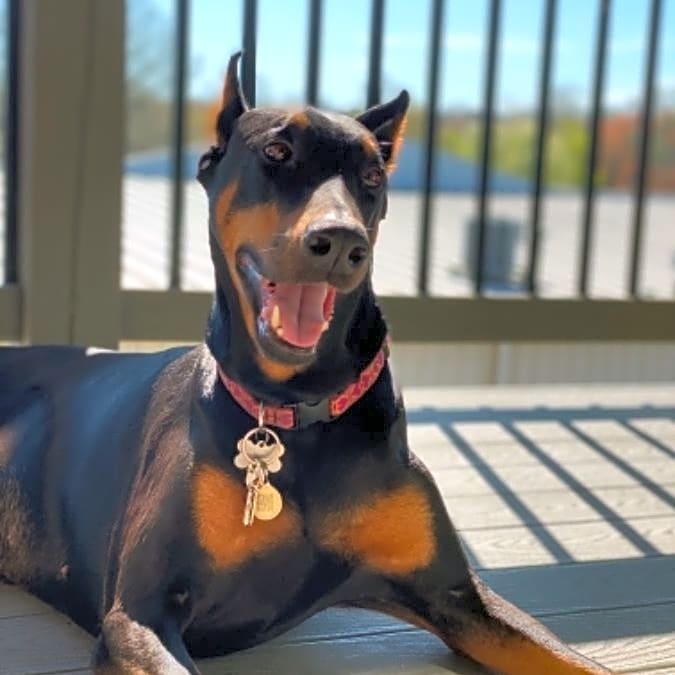Photo of Ruby