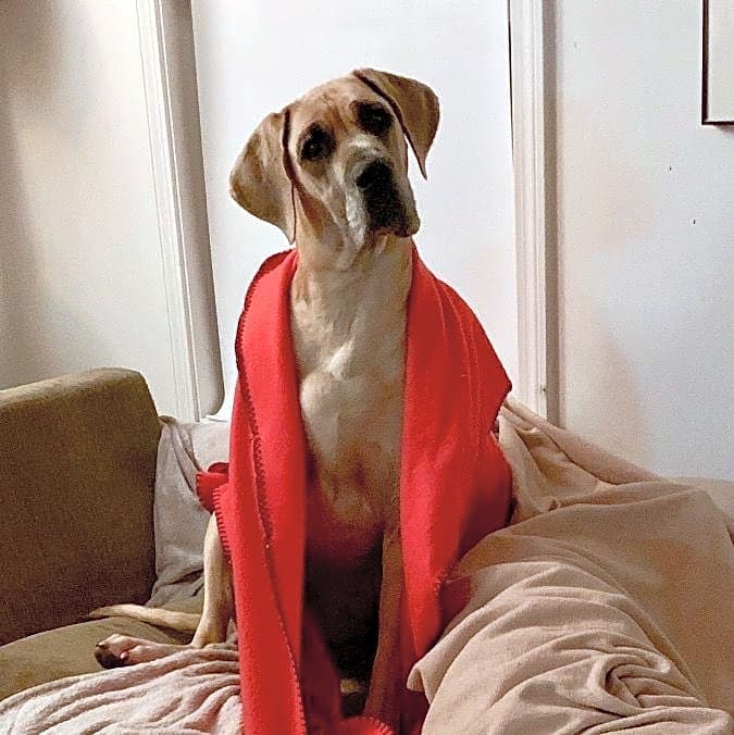 Photo of Gracie