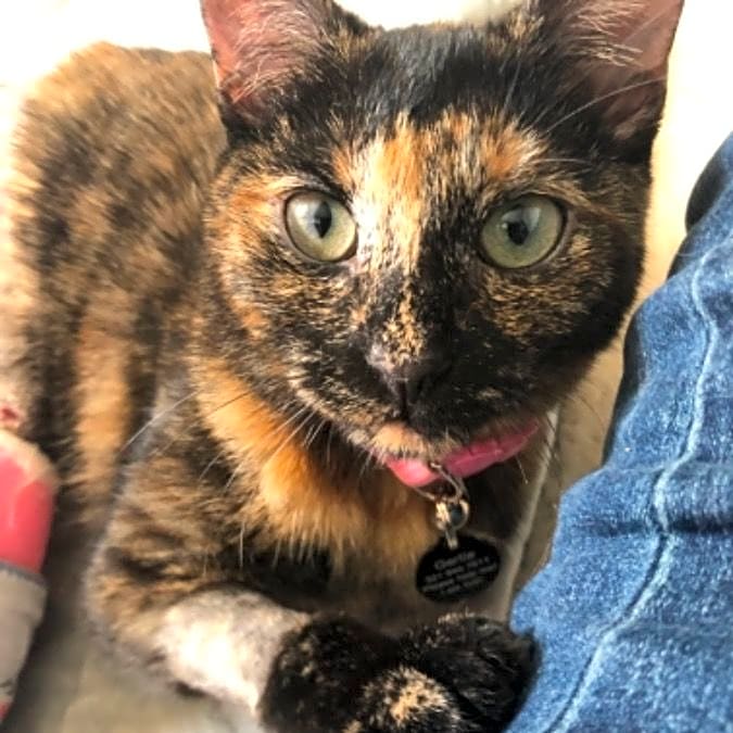 Photo of Blaire (Gertie)
