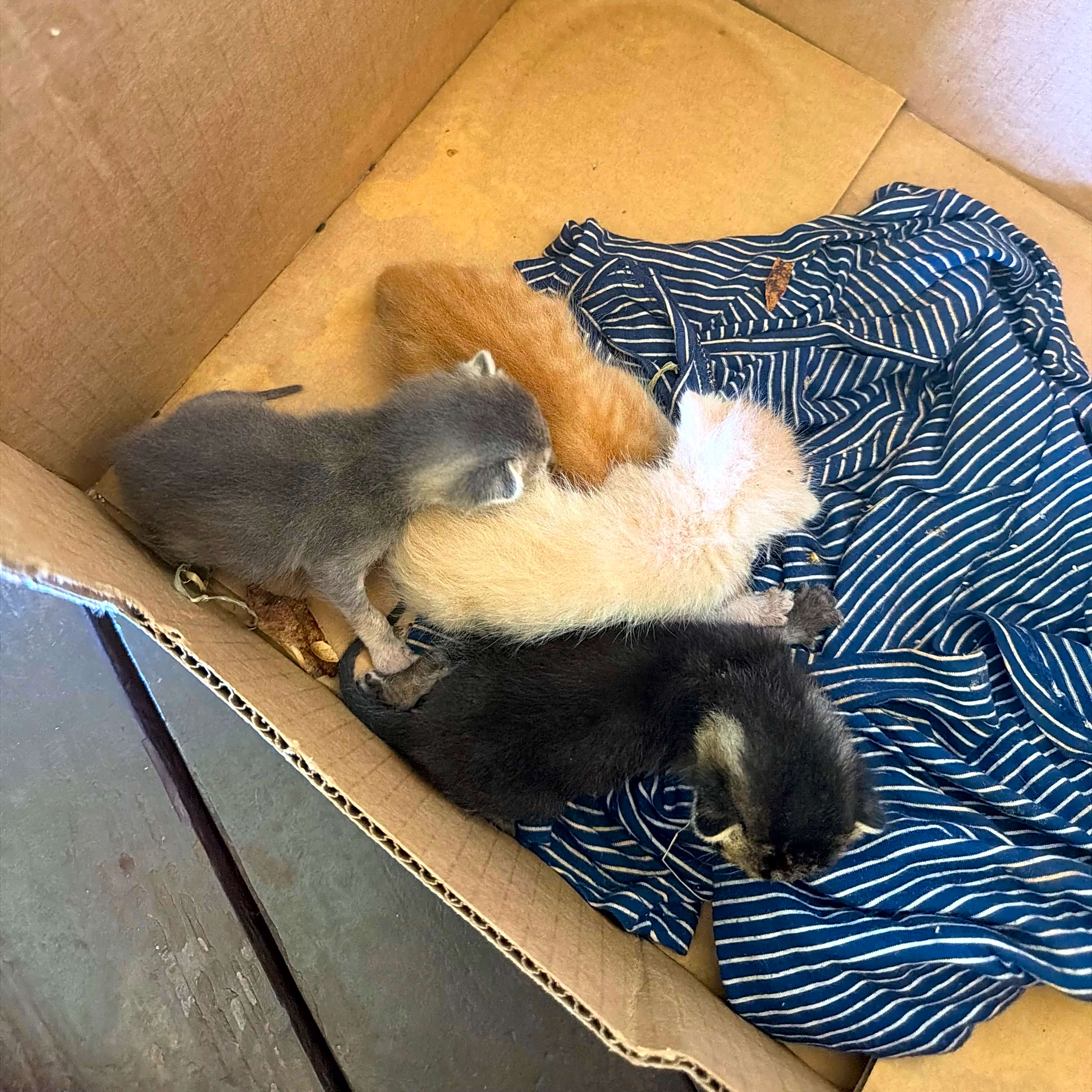 Photo of 3 neonatal kittens