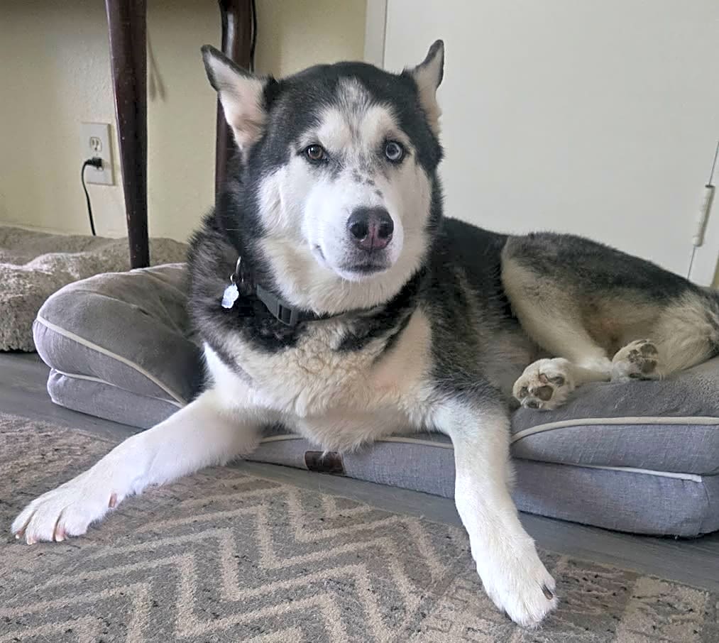 Photo of Rex