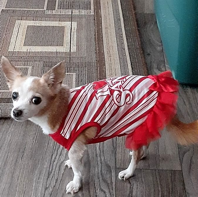 Photo of Cookie