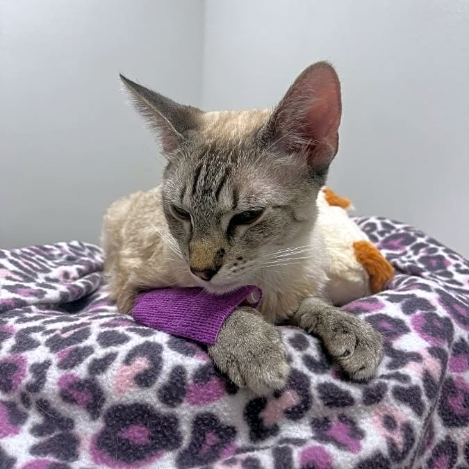 Photo of Bombon
