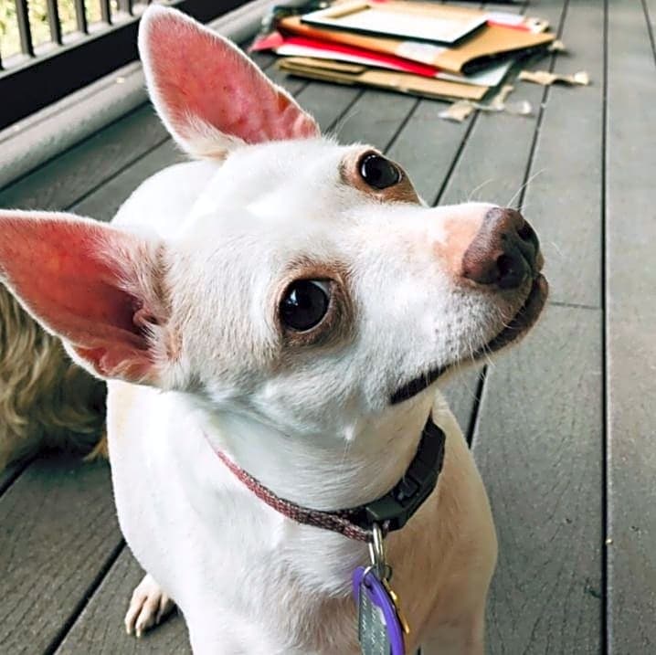 Photo of Priscilla