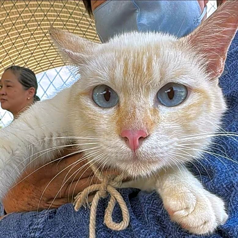 Photo of Cat Spay/Neuter Day