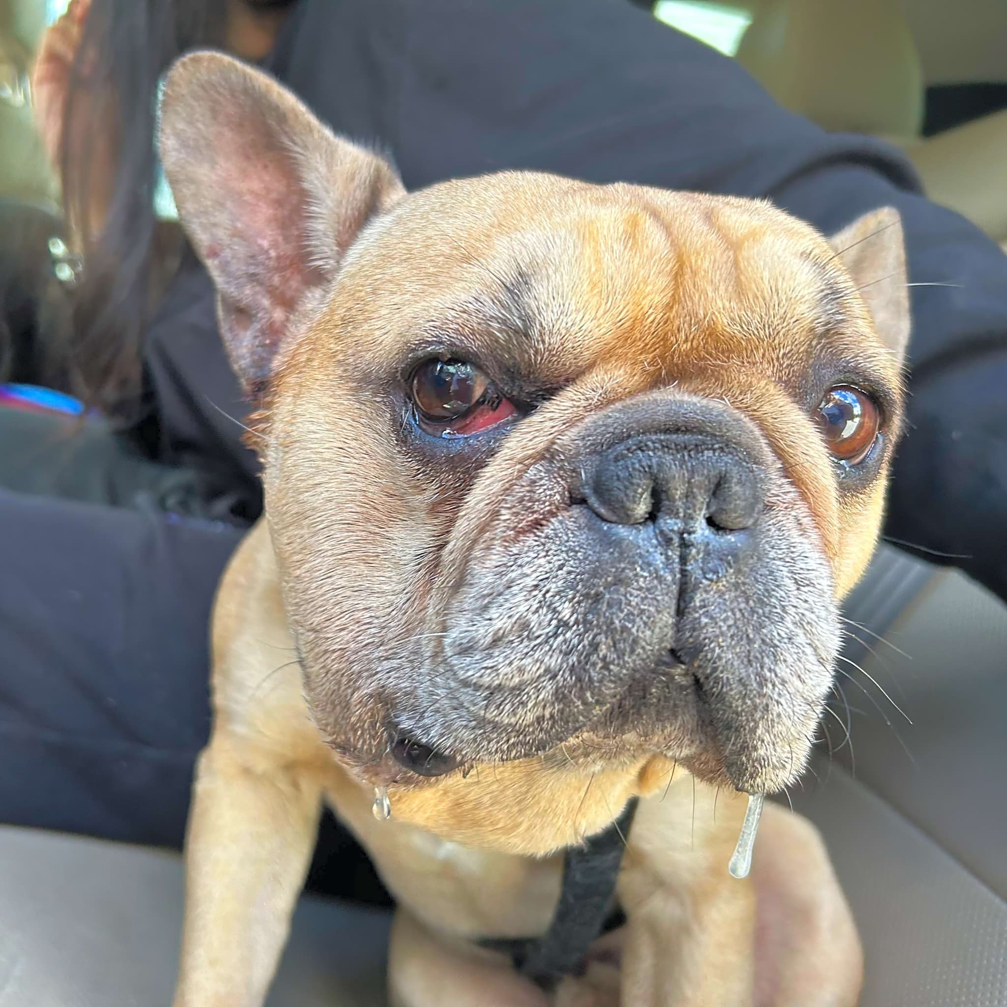 Photo of Petey