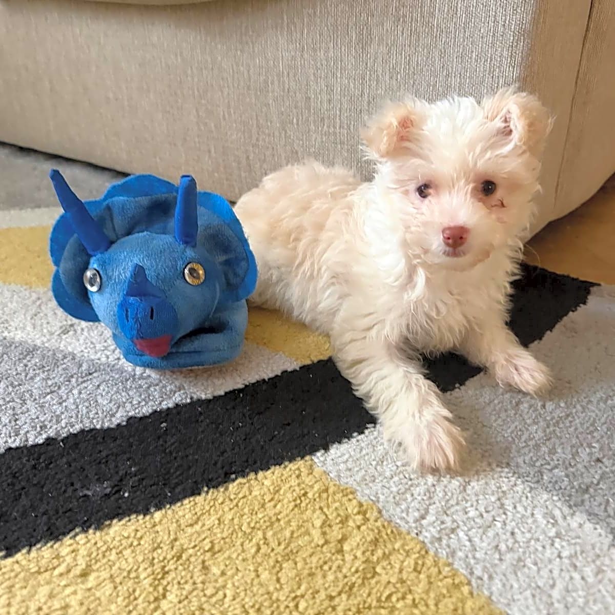 Photo of Teemo