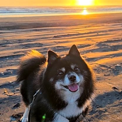 Photo of Bear