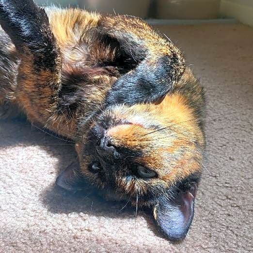 Photo of Bean
