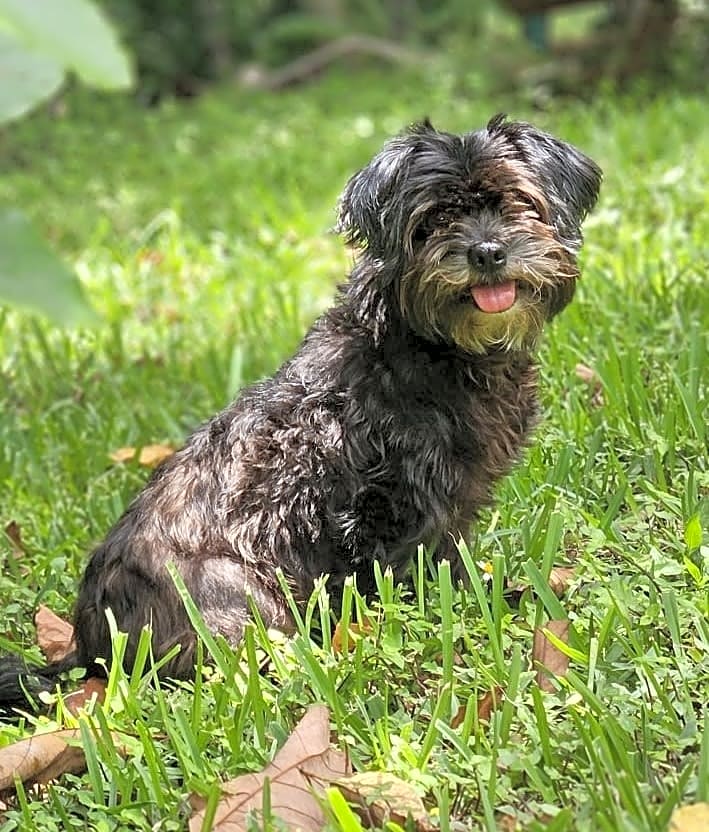 Photo of Luna