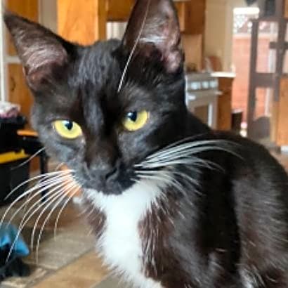 Photo of Shadow