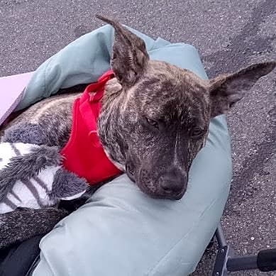 Photo of Sweetie