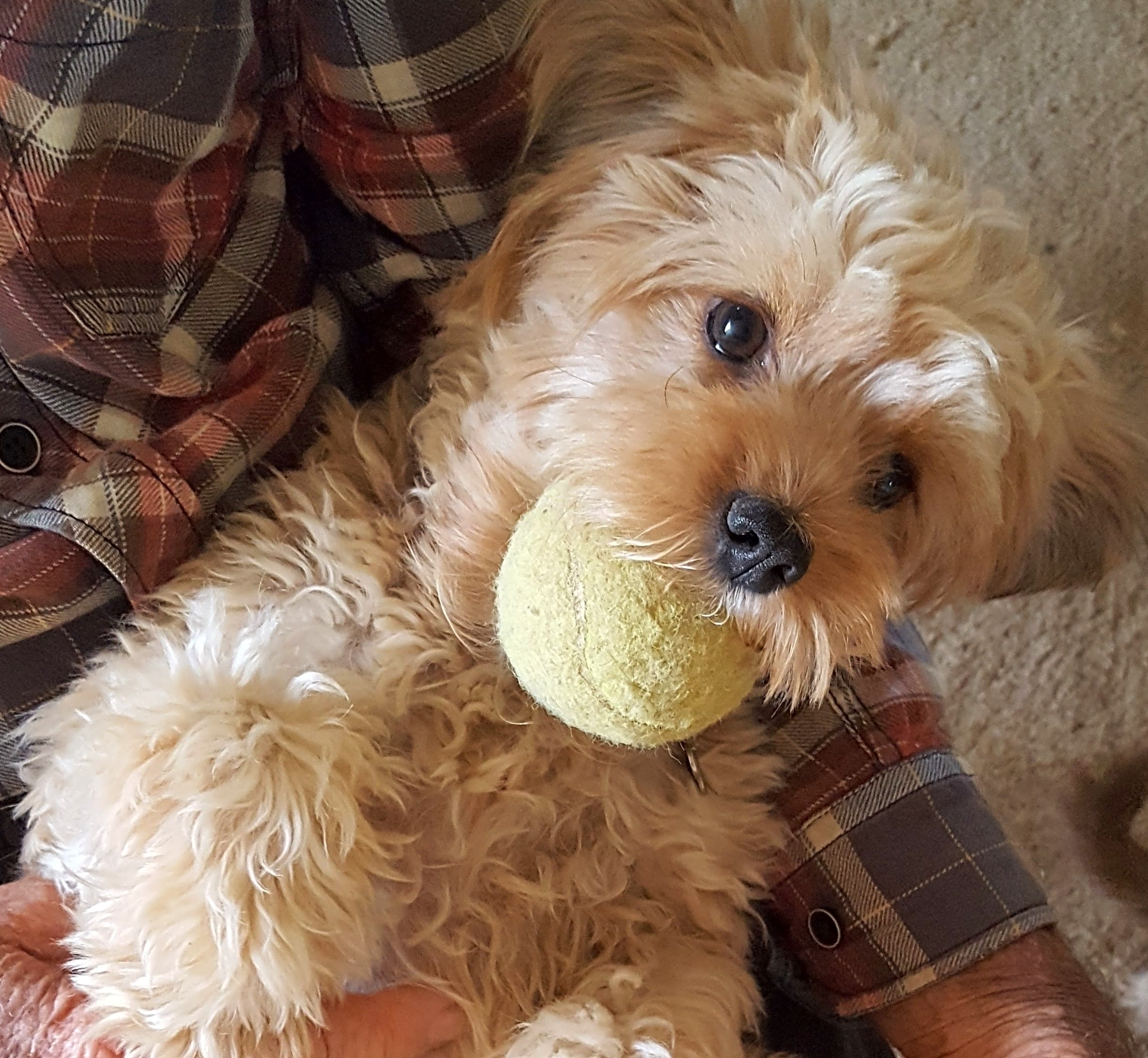 Photo of Nala