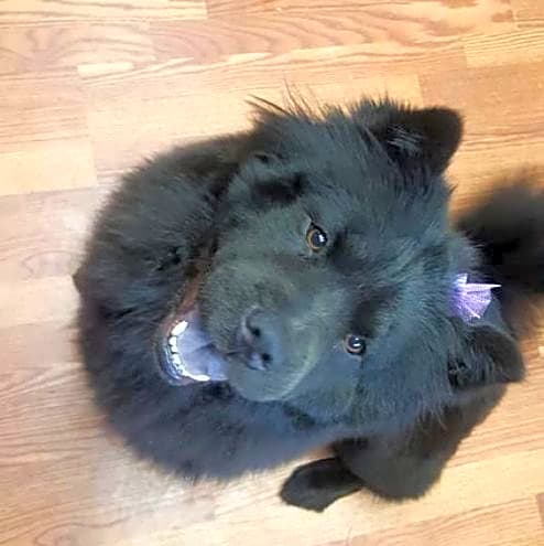 Photo of Raven