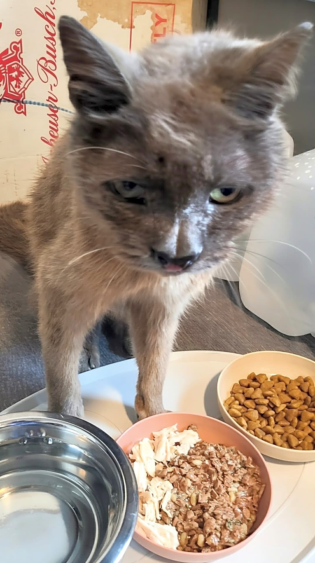 Photo of Sammy