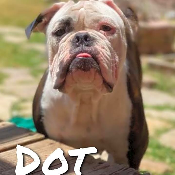 Photo of Dot