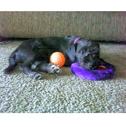 Photo of Lucky